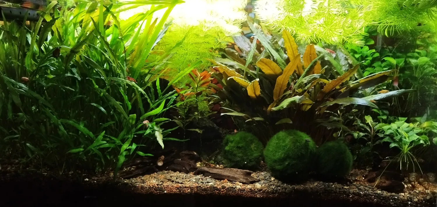 Un aquarium planté photographié chez Bubba’s Shrimps